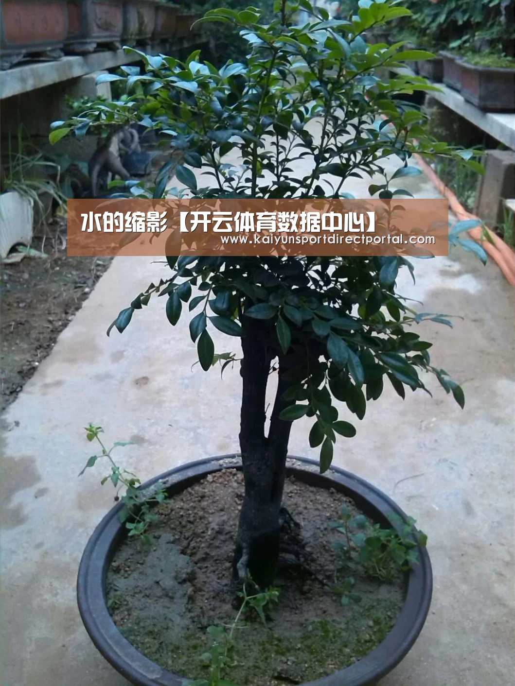 开云体育数据